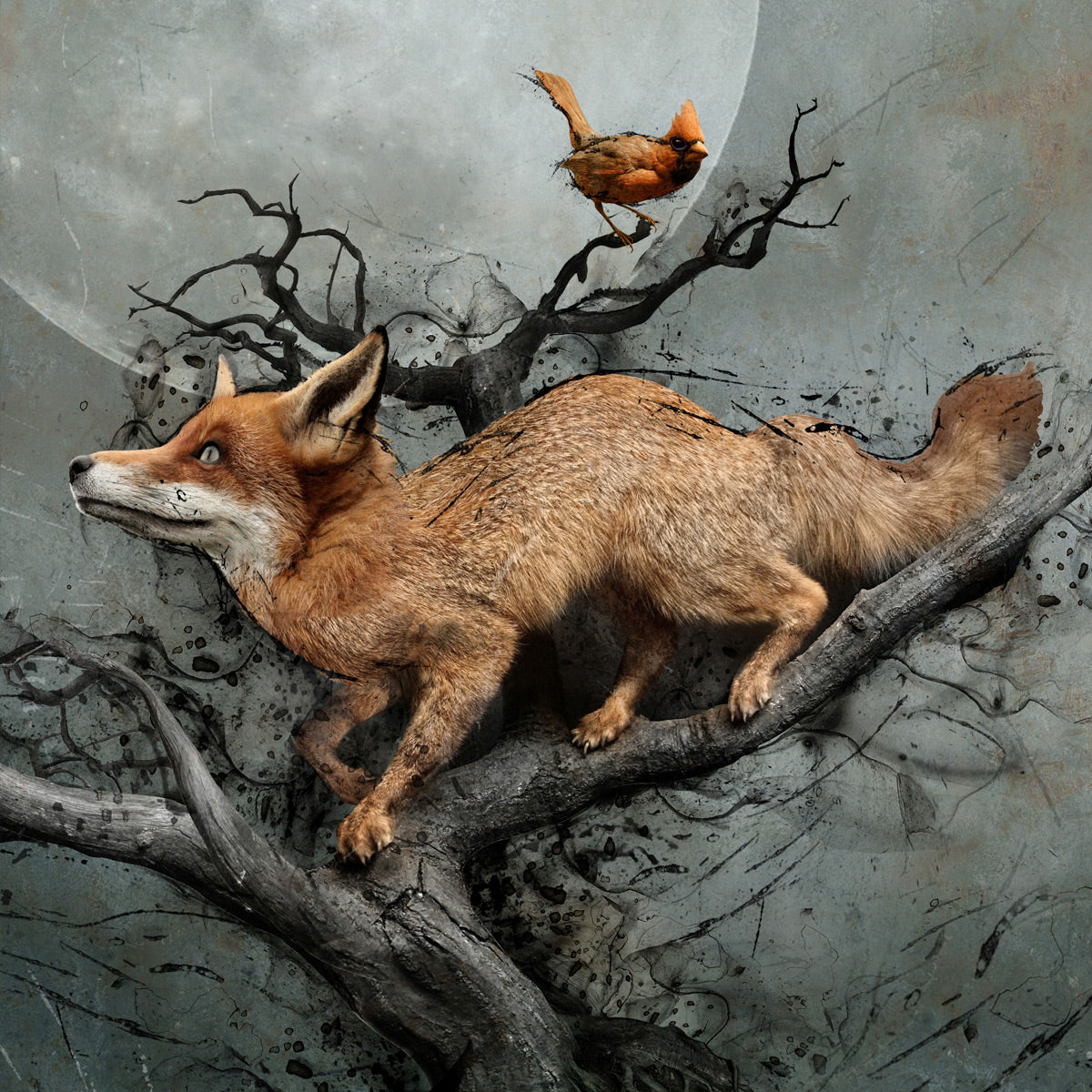 Under the Fox Moon